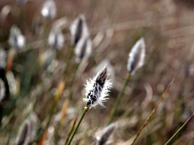 Tussock Cottongrass