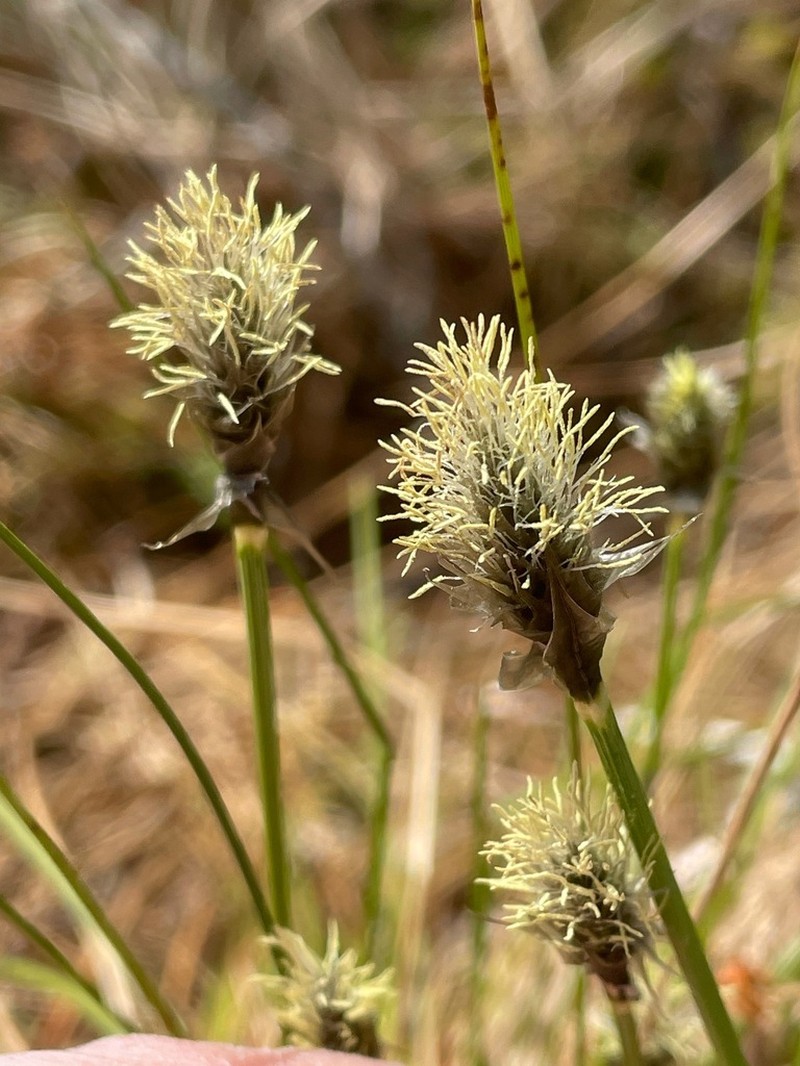 Tussock Cottongrass photo 2