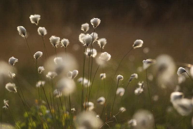 Tussock Cottongrass photo 3