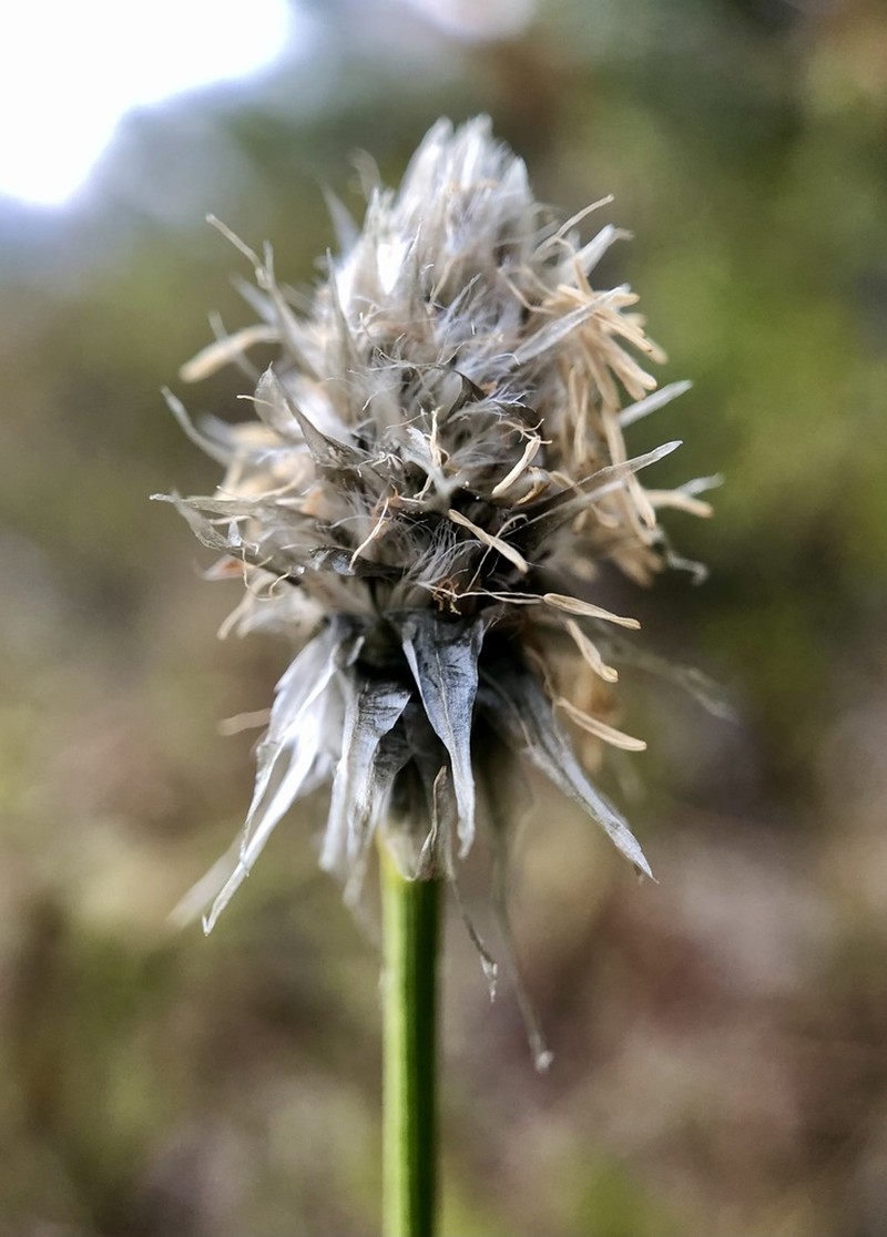 Tussock Cottongrass photo 4