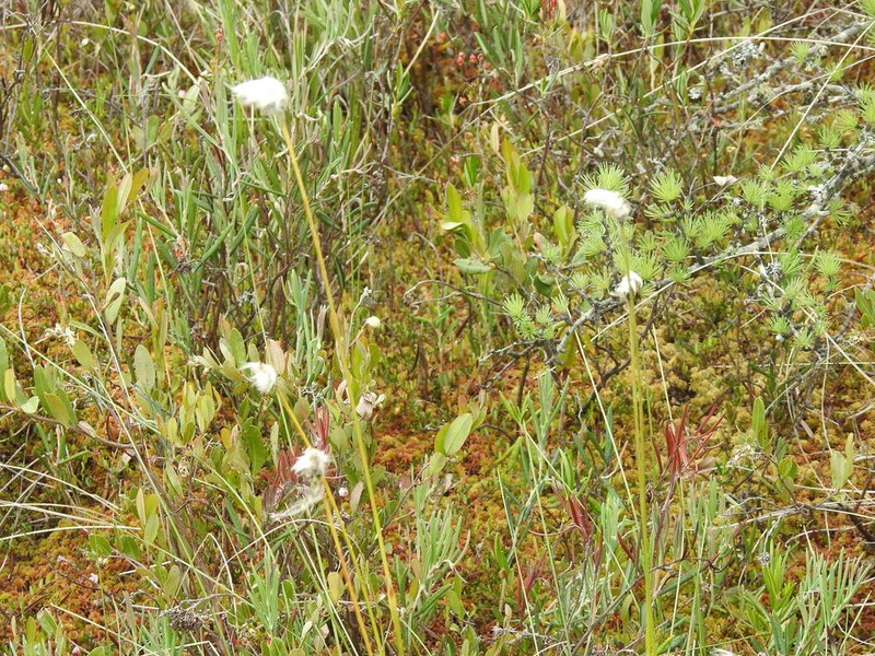 Tussock Cottongrass photo 5
