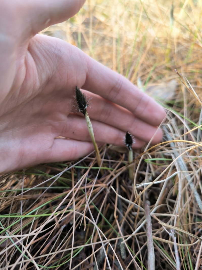 Tussock Cottongrass photo 6
