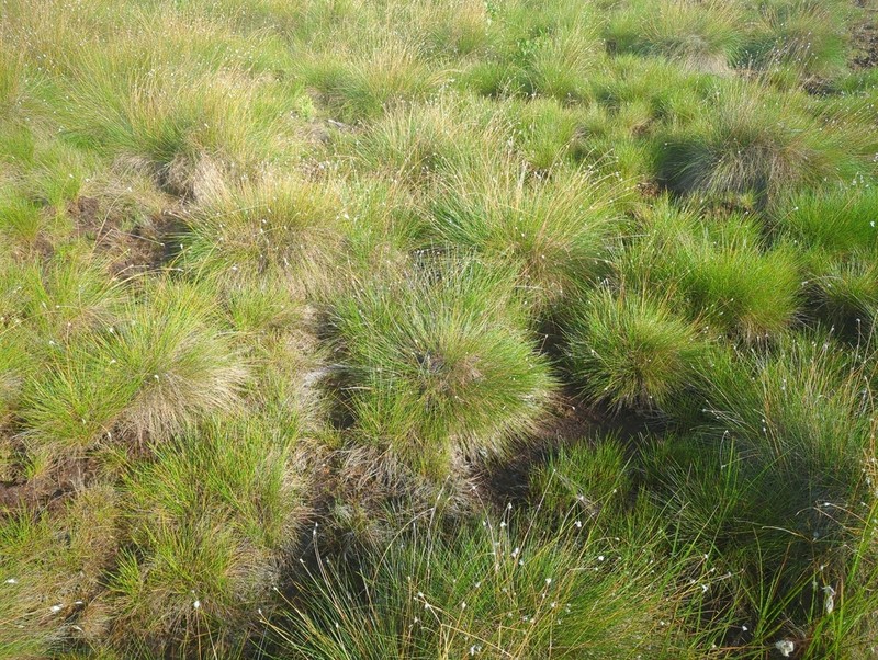 Tussock Cottongrass photo 7
