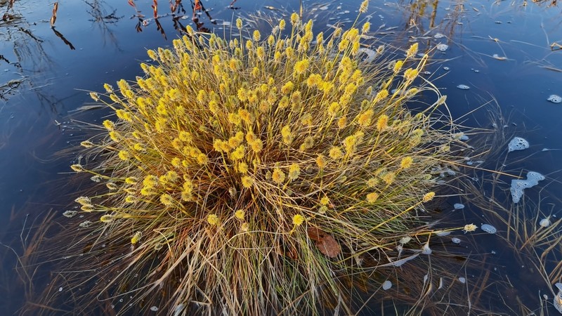 Tussock Cottongrass photo 8