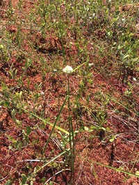 Tawny Cottongrass