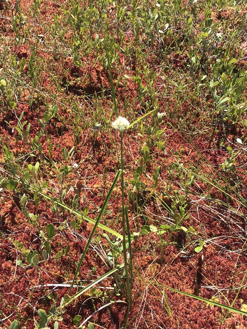 Tawny Cottongrass