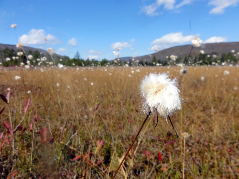 Tawny Cottongrass photo 2