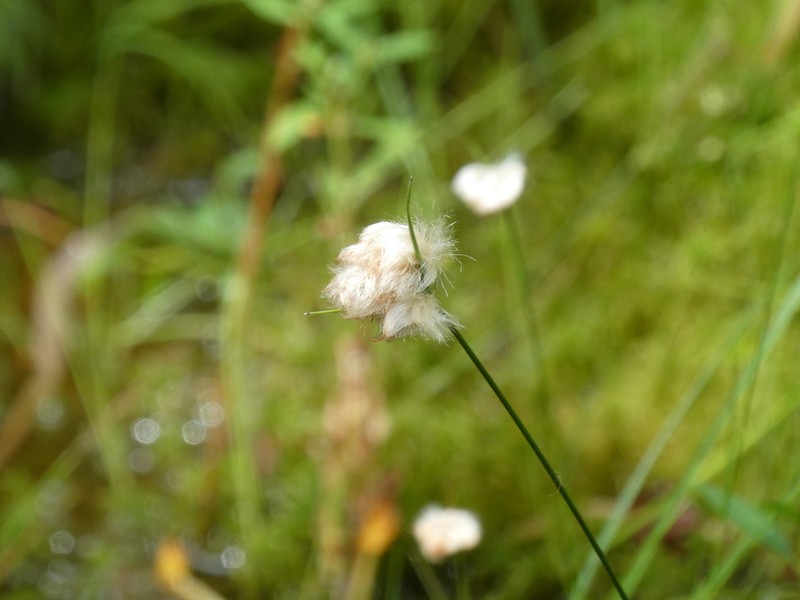 Tawny Cottongrass photo 3