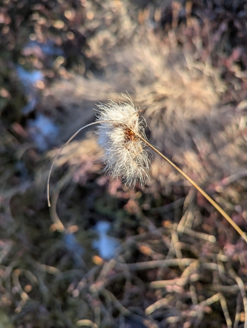 Tawny Cottongrass photo 4