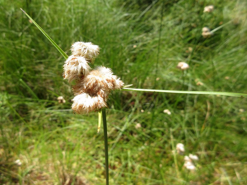 Tawny Cottongrass photo 5