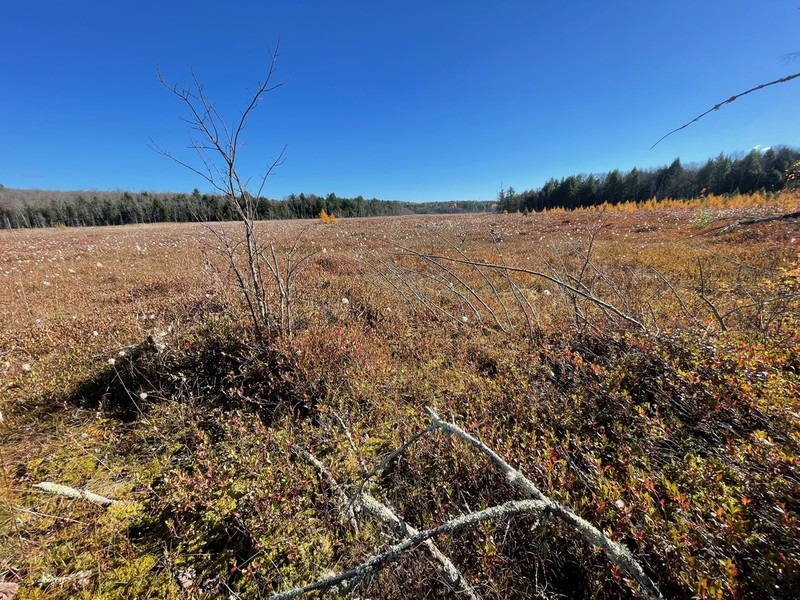 Tawny Cottongrass photo 6