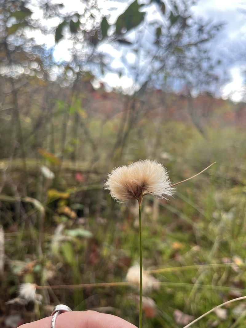 Tawny Cottongrass photo 7
