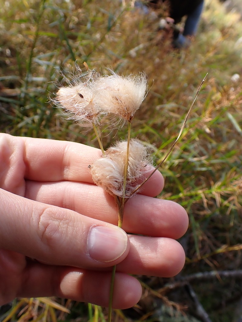 Tawny Cottongrass photo 8