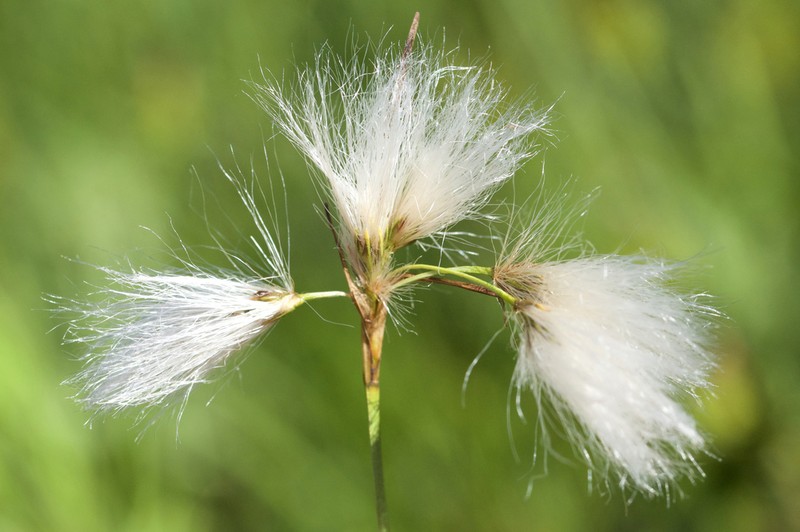 Thinleaf Cottonsedge