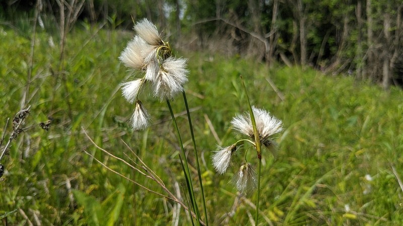 Thinleaf Cottonsedge photo 2