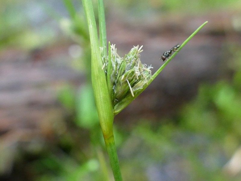 Thinleaf Cottonsedge photo 3