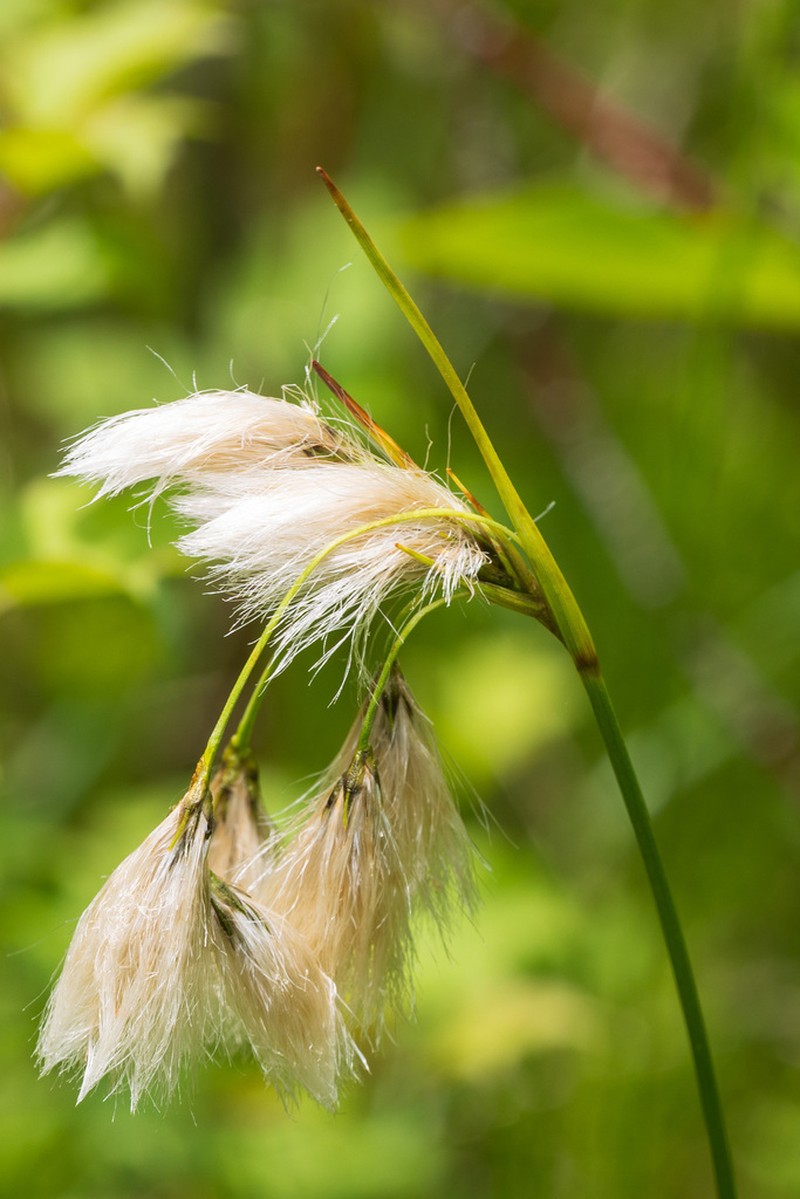 Thinleaf Cottonsedge photo 4