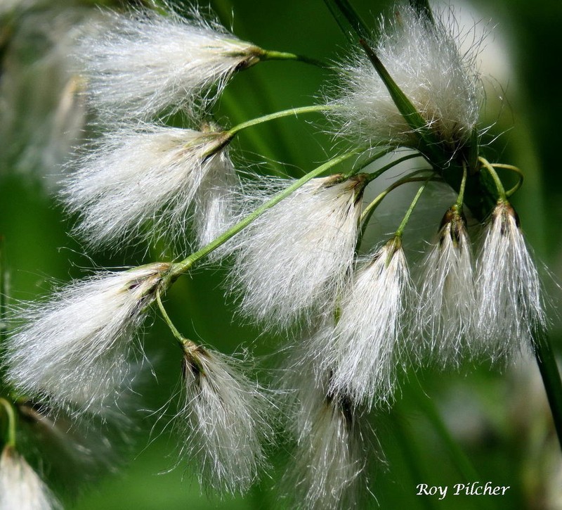 Thinleaf Cottonsedge photo 5