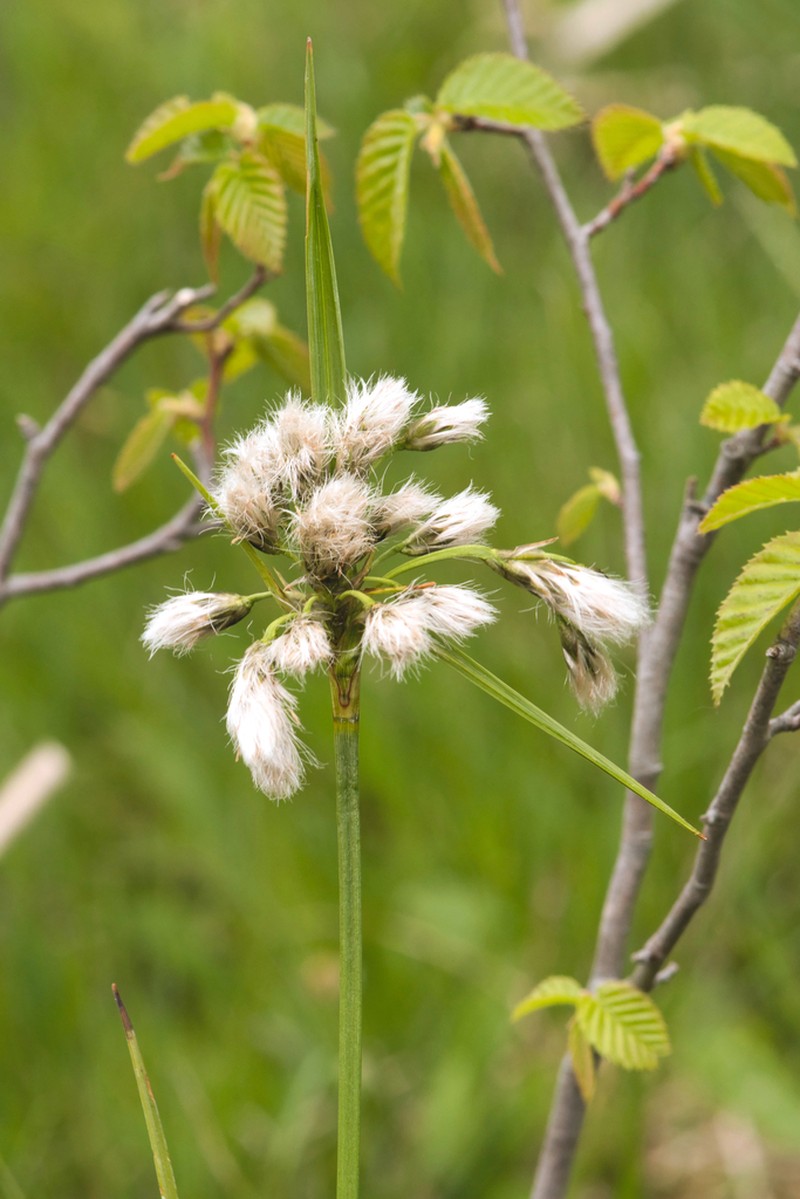 Thinleaf Cottonsedge photo 6