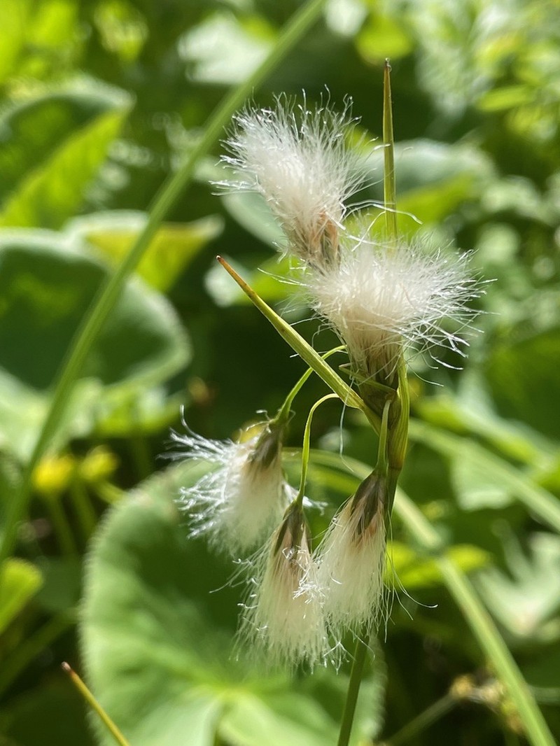 Thinleaf Cottonsedge photo 7