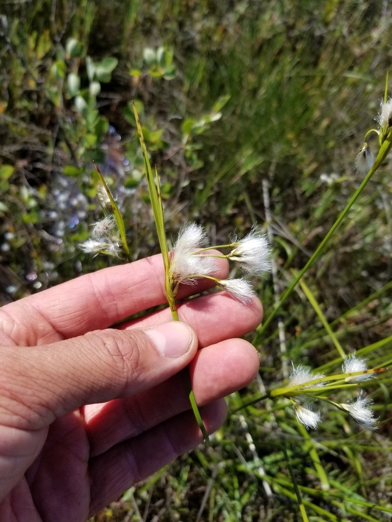 Thinleaf Cottonsedge photo 8