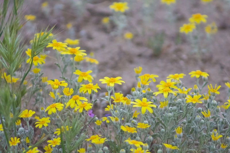 Beautiful Woolly Sunflower photo 2