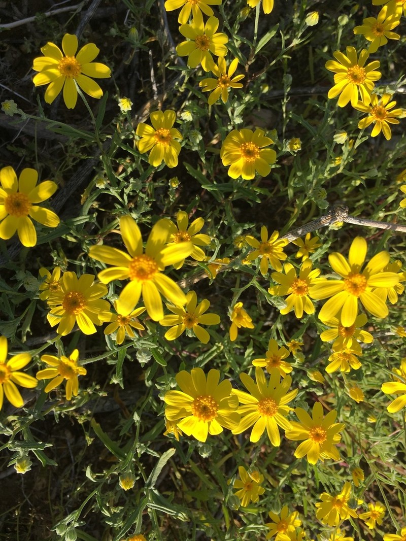 Beautiful Woolly Sunflower photo 4