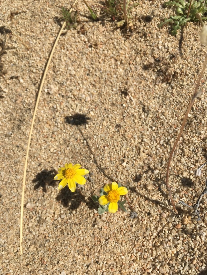 Beautiful Woolly Sunflower photo 5