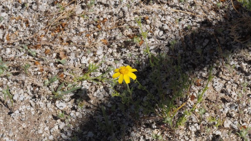 Beautiful Woolly Sunflower photo 6