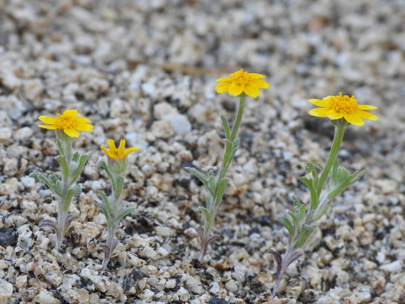 Eriophyllum ambiguum var. ambiguum