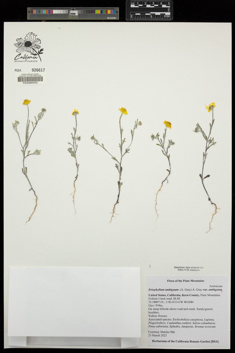 Eriophyllum ambiguum var. ambiguum photo 2