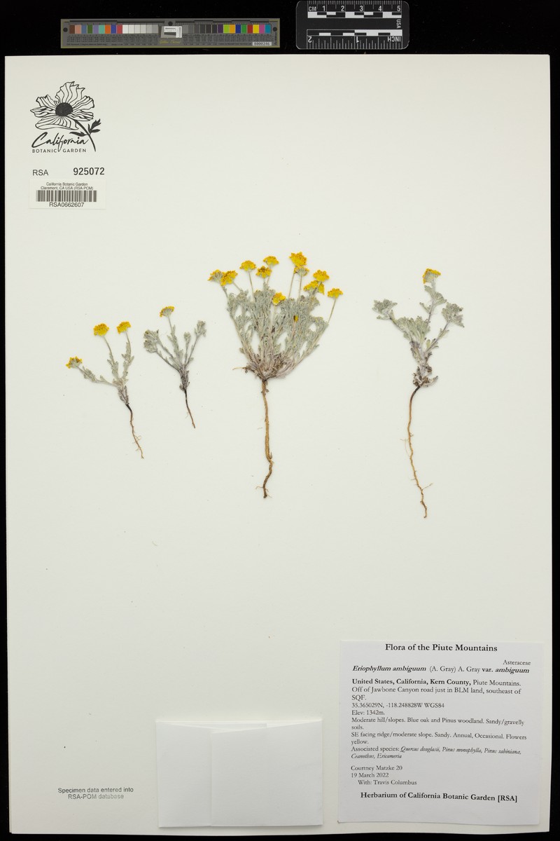 Eriophyllum ambiguum var. ambiguum photo 3