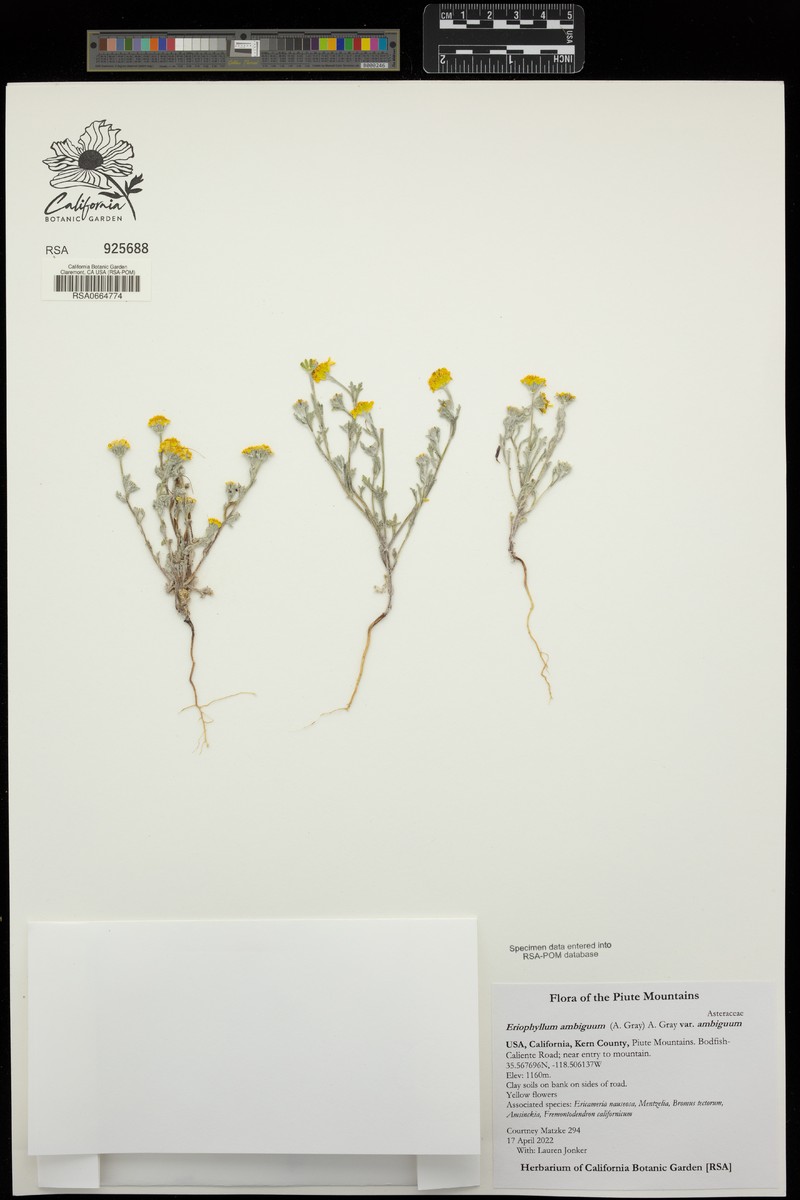 Eriophyllum ambiguum var. ambiguum photo 4
