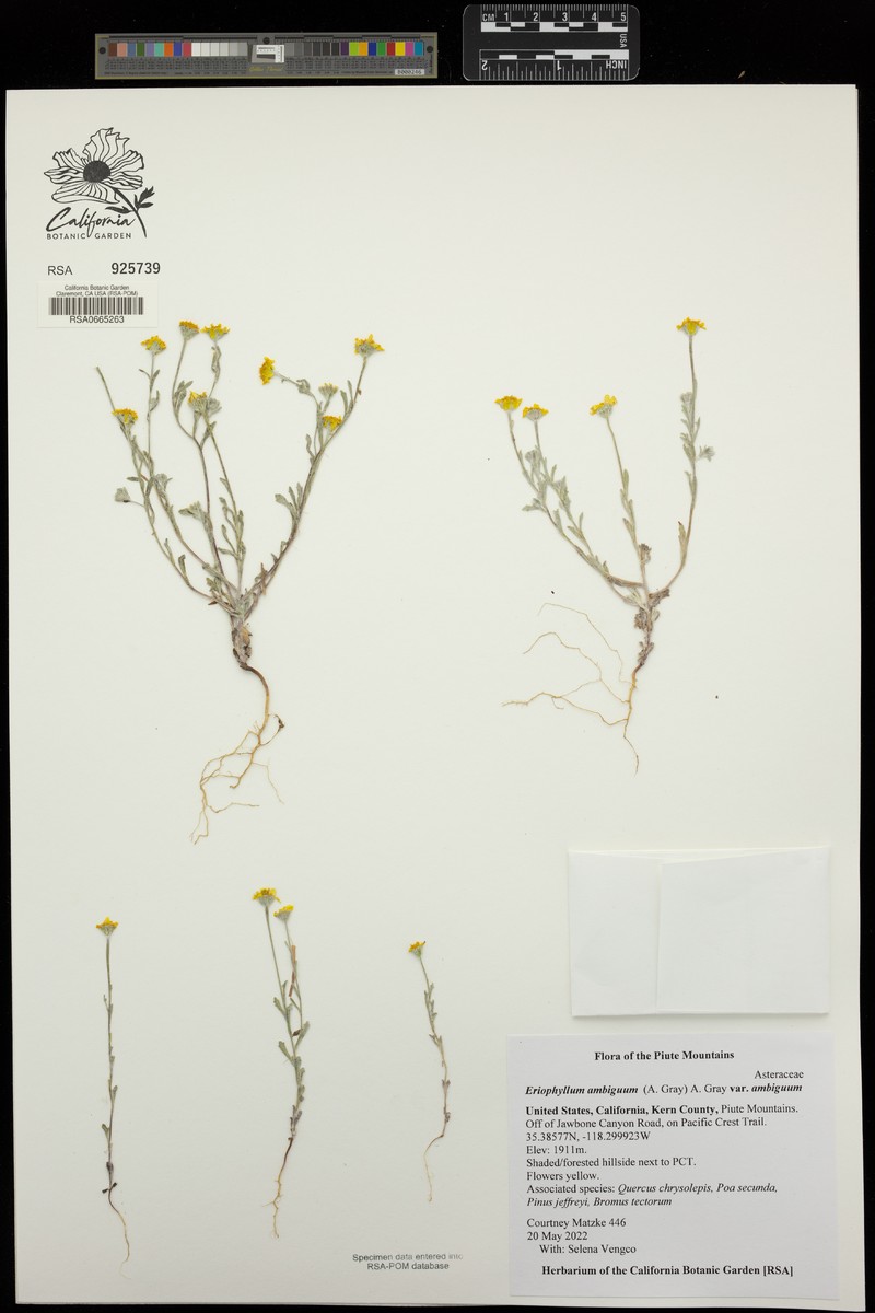 Eriophyllum ambiguum var. ambiguum photo 5