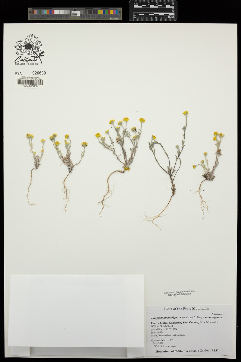 Eriophyllum ambiguum var. ambiguum photo 6