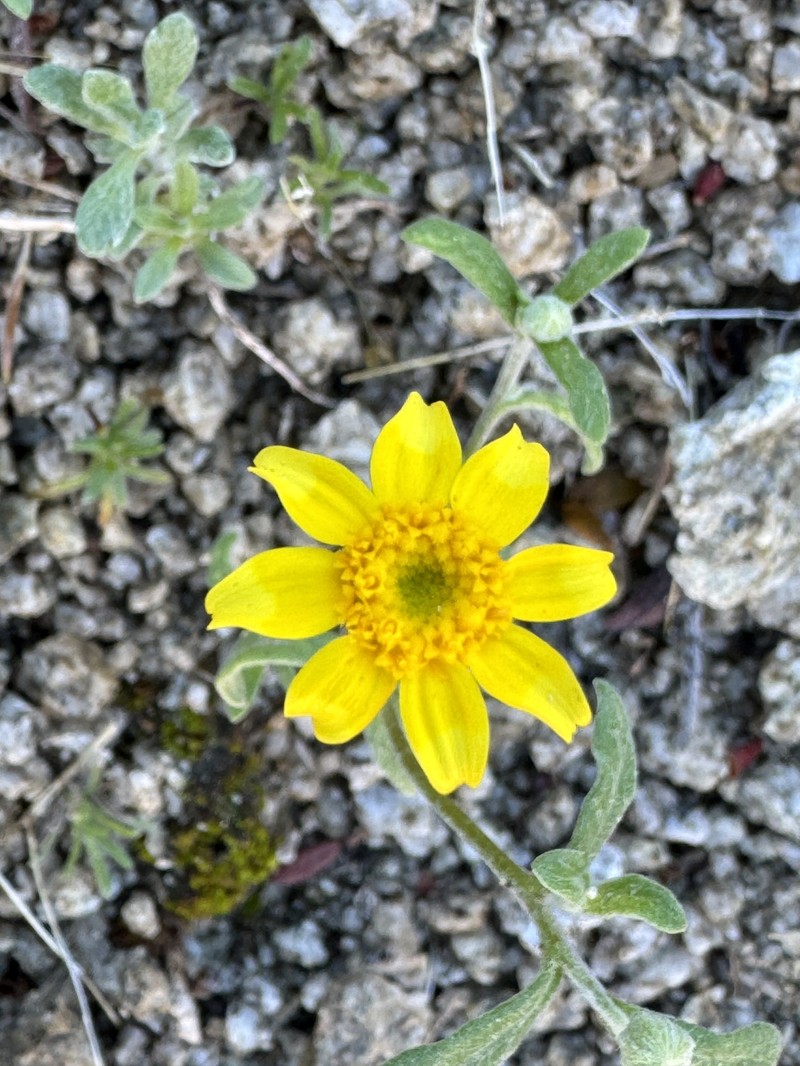 Eriophyllum ambiguum var. paleaceum
