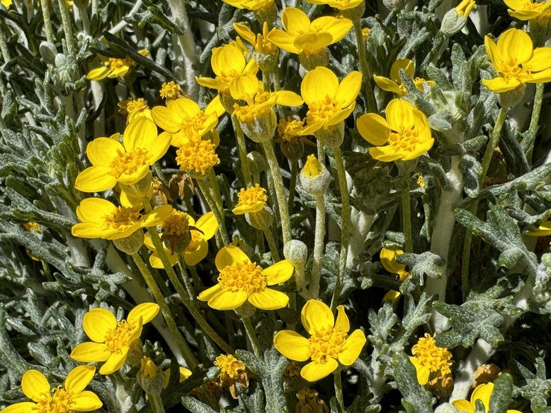 Eriophyllum ambiguum var. paleaceum photo 2