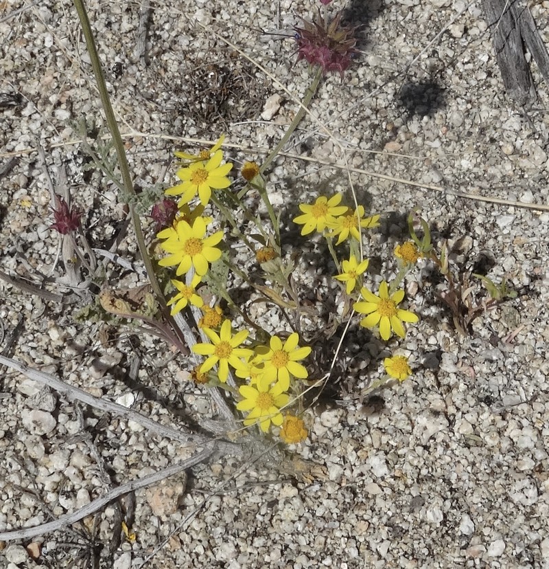 Eriophyllum ambiguum var. paleaceum photo 3