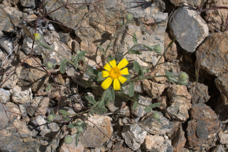 Eriophyllum ambiguum var. paleaceum photo 4