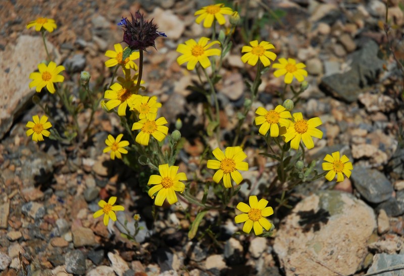 Eriophyllum ambiguum var. paleaceum photo 5
