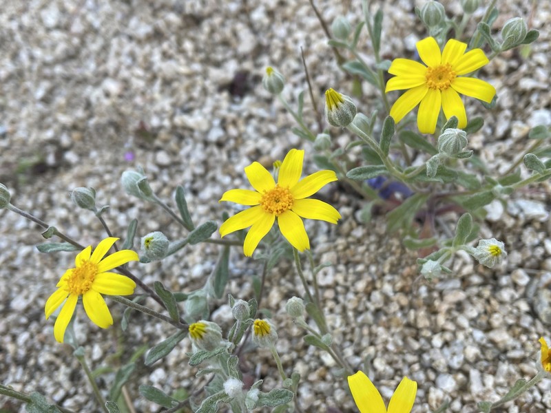 Eriophyllum ambiguum var. paleaceum photo 6