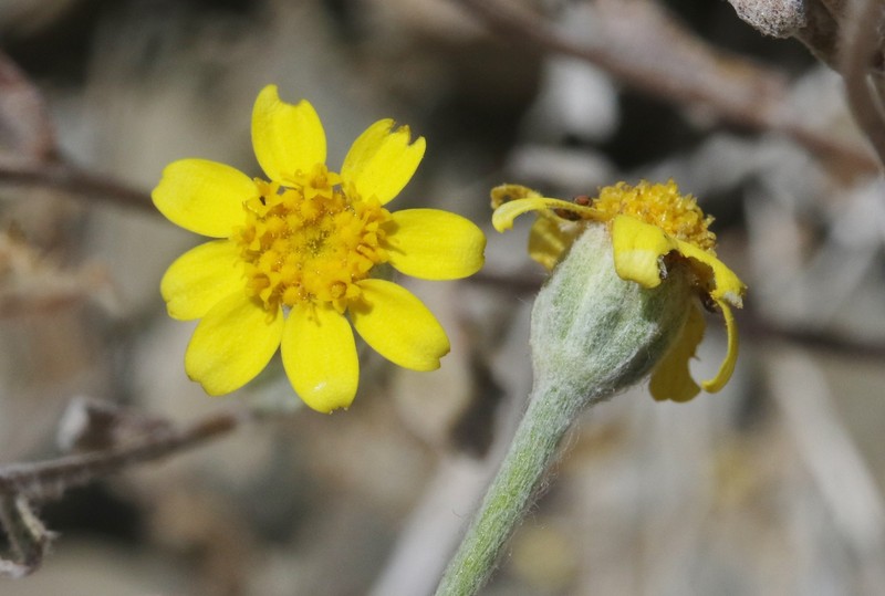 Eriophyllum ambiguum var. paleaceum photo 7