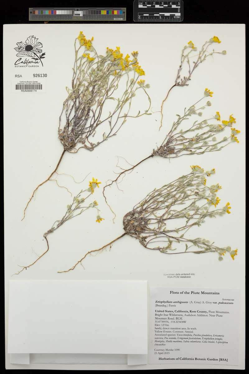 Eriophyllum ambiguum var. paleaceum photo 8
