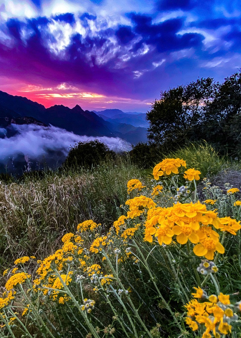 Golden-Yarrow photo 2