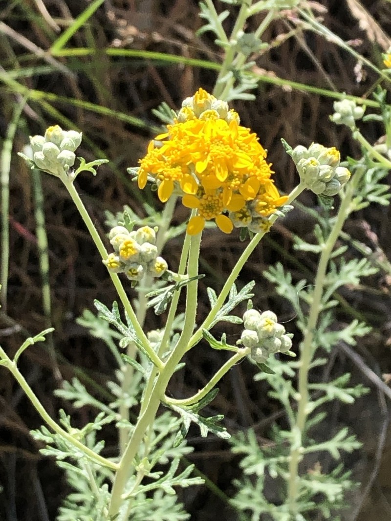 Golden-Yarrow photo 3