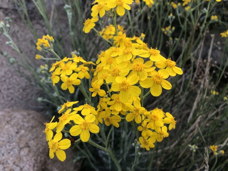 Golden-Yarrow photo 4