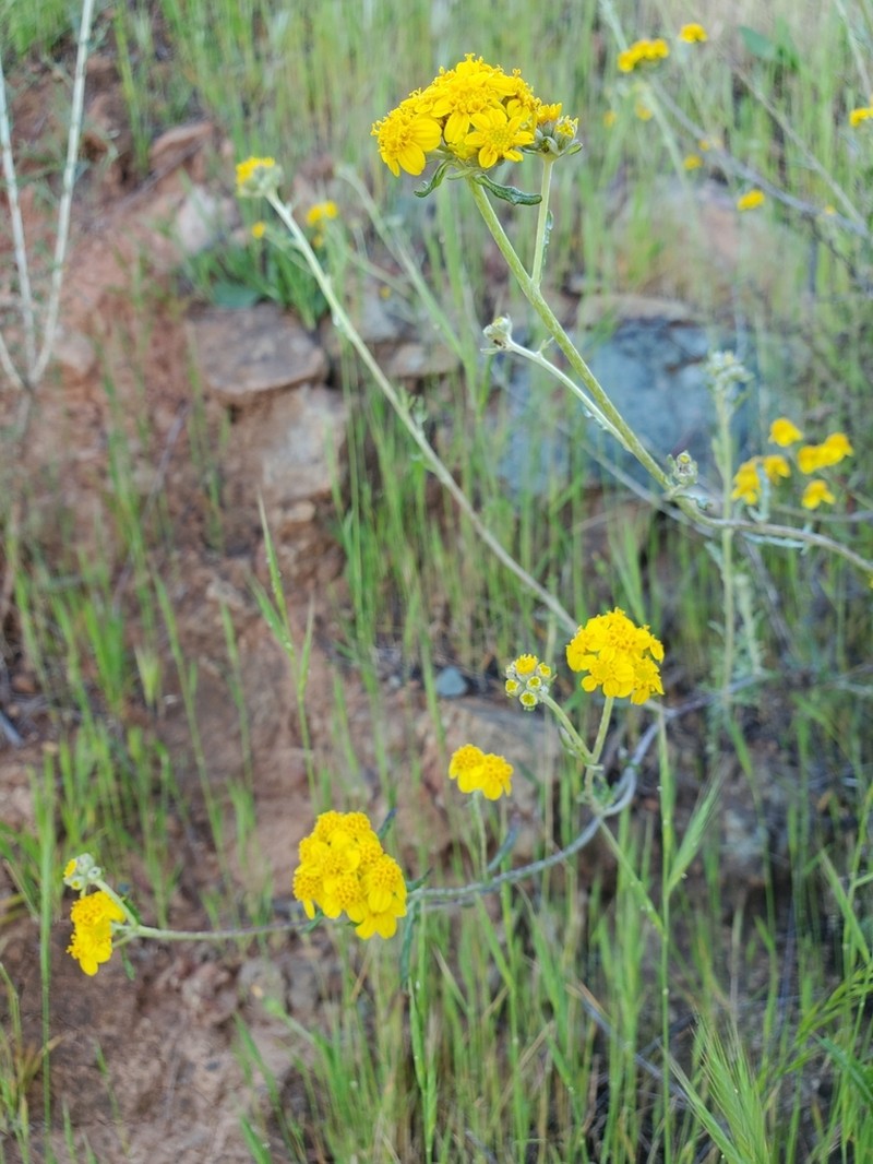 Golden-Yarrow photo 5