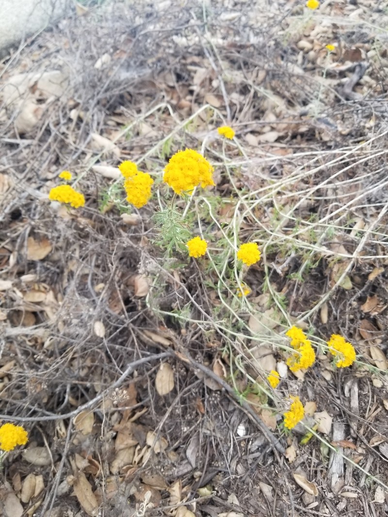 Golden-Yarrow photo 6