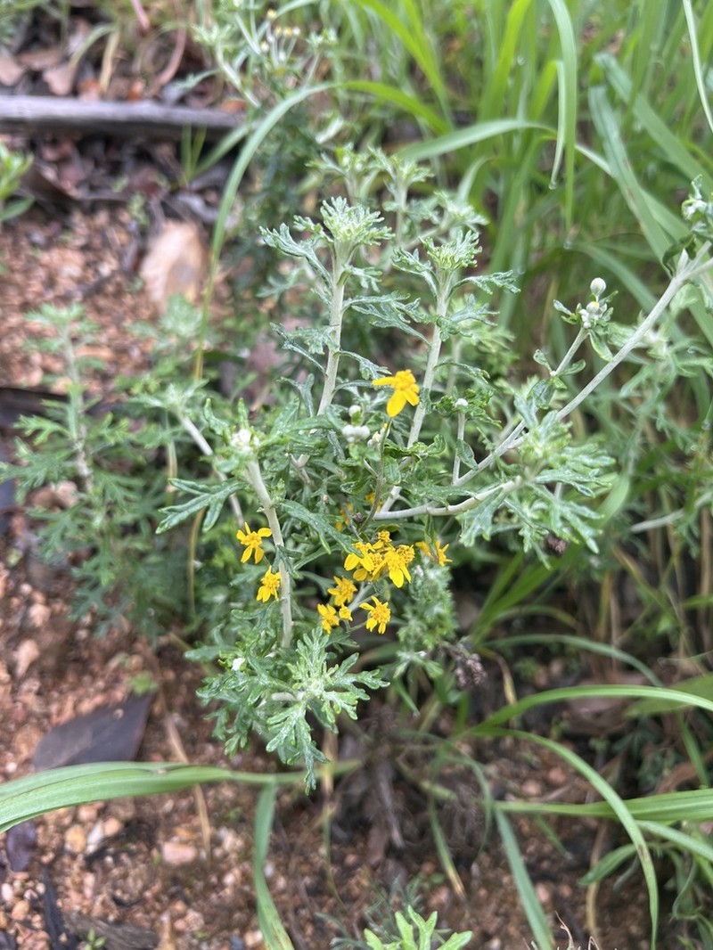 Golden-Yarrow photo 7