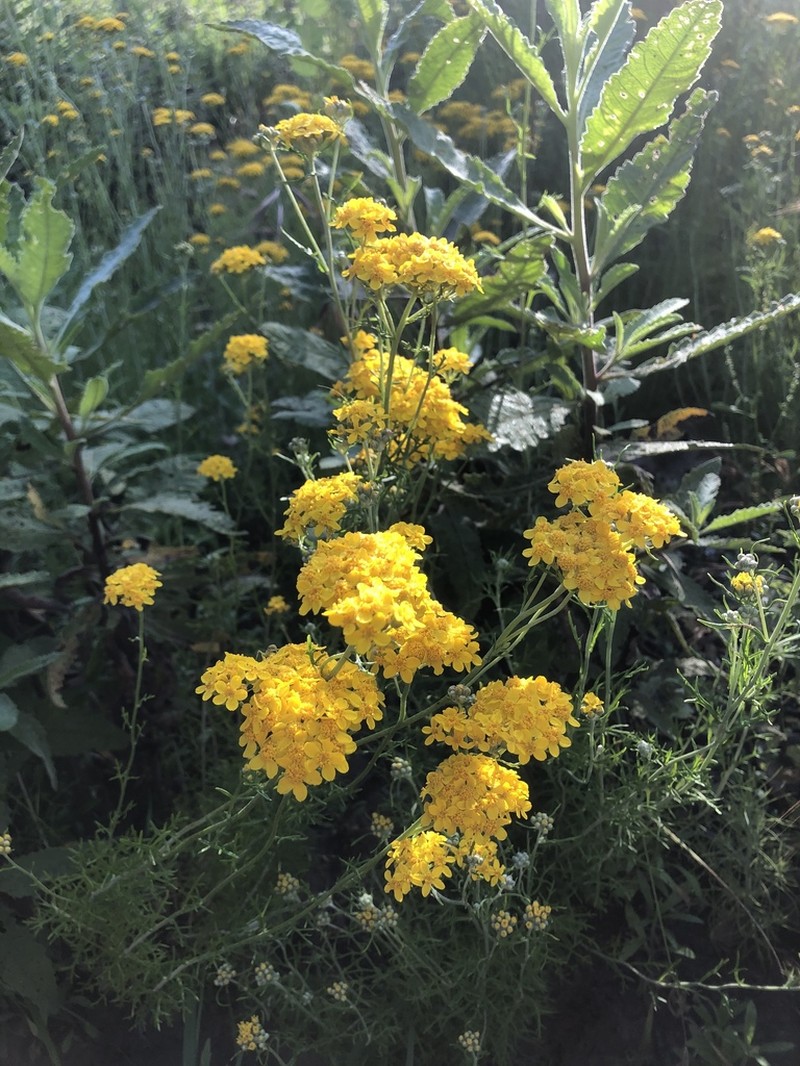 Golden-Yarrow photo 8